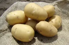 Семенной Картофель Ривьера, Э, (2кг)