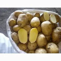 Семенной Картофель Ривьера, Э, (2кг)