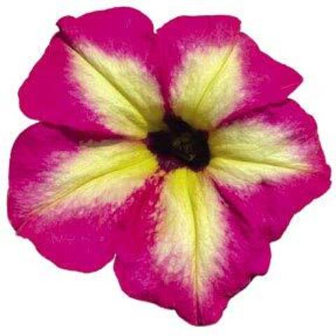 32476 Петуния ALPETUNIA MAGENTA YELLOW STAR