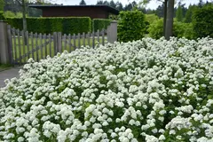 Спирея берёзолистная (Spiraea betulifolia)