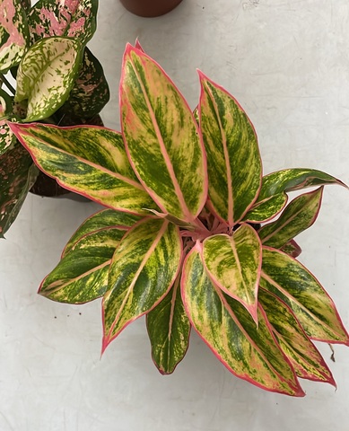 Аглаонема Сальмон Фэнтези