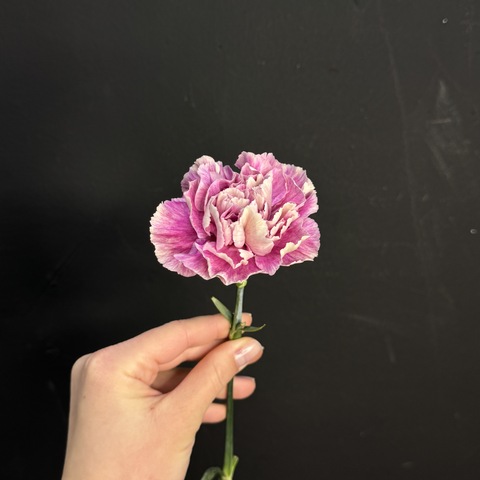 Гвоздика окрашенная / 1 шт