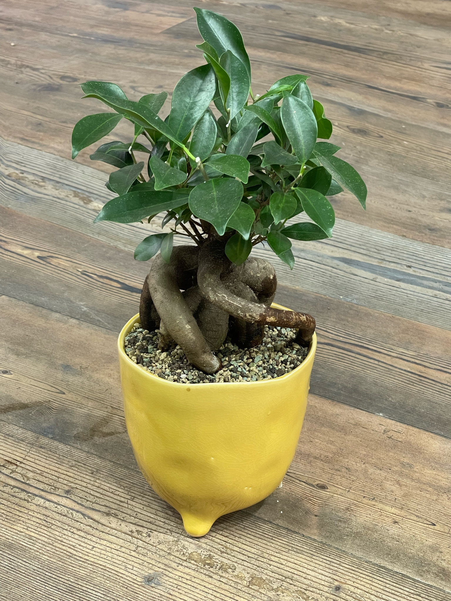 Как позаботиться о Ficus Microcarpa 'ginseng'