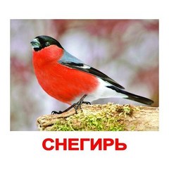 Вундеркинд с пеленок. Набор обучающих карточек"Мои первые знания"