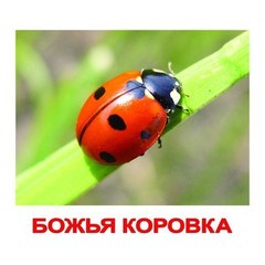 Вундеркинд с пеленок. Набор обучающих карточек"Мои первые знания"