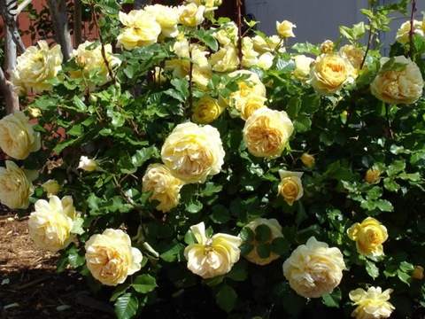 Голден Зест(Golden Zest (100 Idees Jardin))