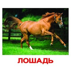 Вундеркинд с пеленок. Набор обучающих карточек"Мои первые знания"