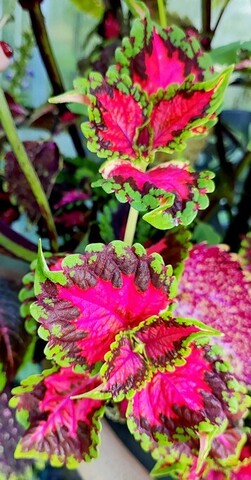 Сладость UO колеус