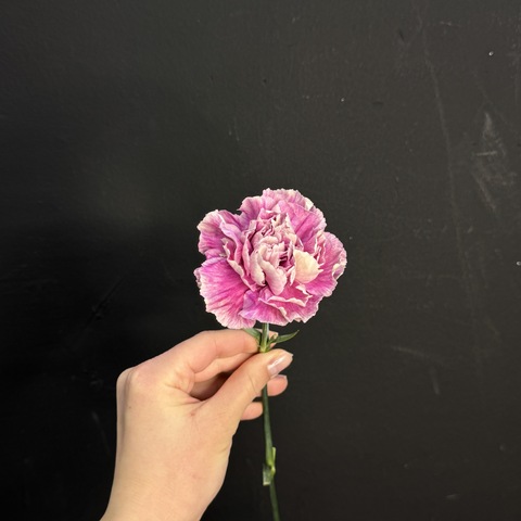 Гвоздика окрашенная / 1 шт