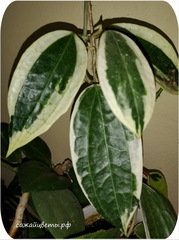 Хойя,  Macrophylla variegata