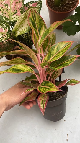 Аглаонема Сальмон Фэнтези