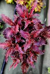 Expression Тай колеус КСР