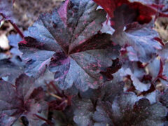 Гейхера Midnight Rose (Миднайт Роуз)