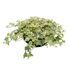 8402 Плющ HEDERA GOLD CHILD (ВЕСНА 2025)