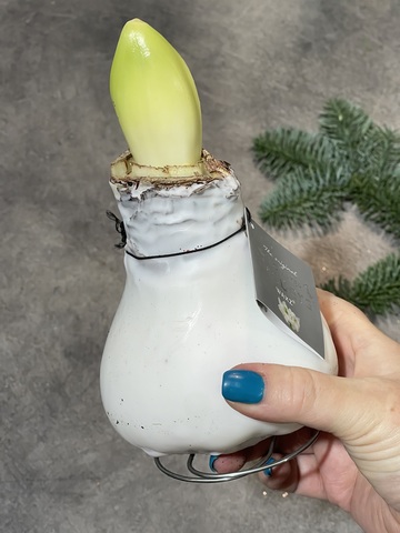 Гиппеаструм Амариллис в воске белый глянец