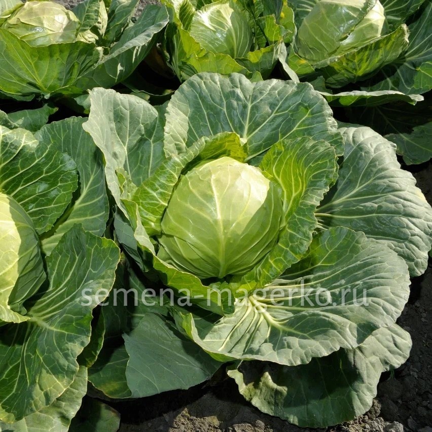 Капуста миррор. Капуста миррор описание сорта. Капуста миррор отзывы. Капуста белокочанная мирор сиб сад. Капуста миррор f1 описание капуста миррор описание сорта.