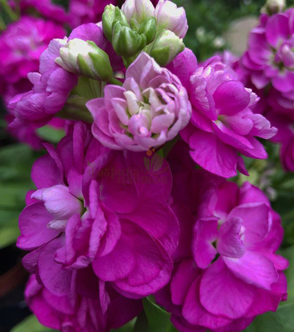 S5102 Маттиола Hot Cakes Pink 10шт.