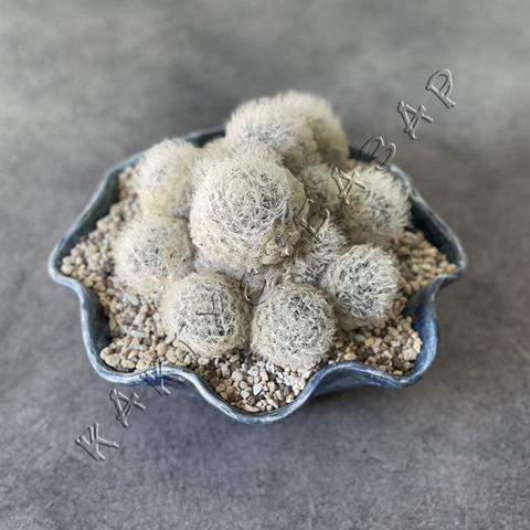 Маммиллярия Плюмоза в Керамике Ручной Работы d20