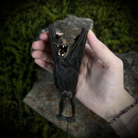 Летучая мышь в подарочной коробке