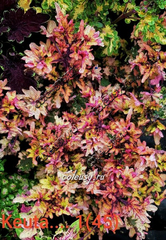 Keuta Тай колеус КСР