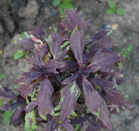 Курьи ножки колеус КСР