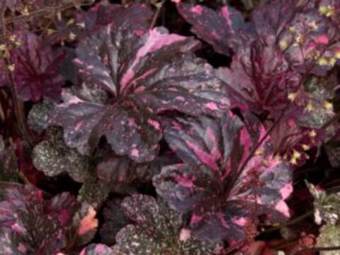 Гейхера Midnight Rose (Миднайт Роуз)