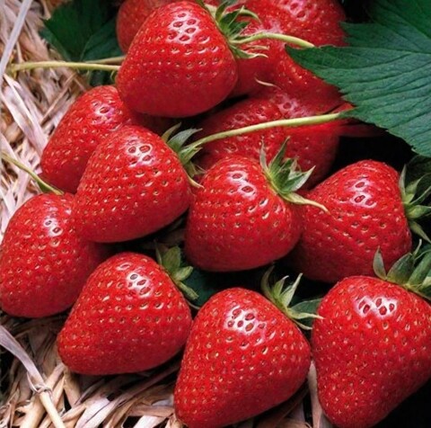 Клубника Монтерей ремонтантная