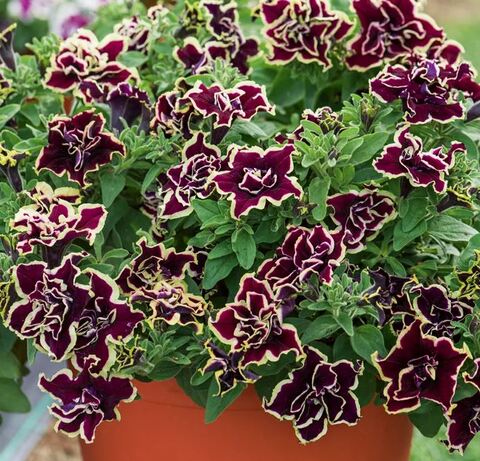 Петуния Tumbelina Superstar