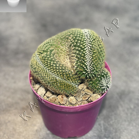 Маммиллярия Матуде Кристата d15