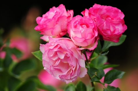 Бордюр Роз(Bordure Rose)