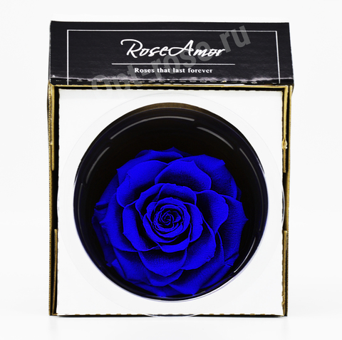 Стабилизированный бутон розы кинг Rose Amor  синий
