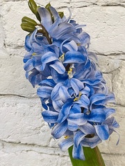 Гиацинт , цвет голубой