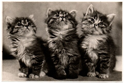 Фотооткрытка. Три котенка 1955 г. Подписана XF