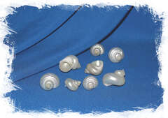 Турбо сереброустый, 3-4см, 1шт