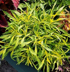 Free Spirit Тай колеус КСР