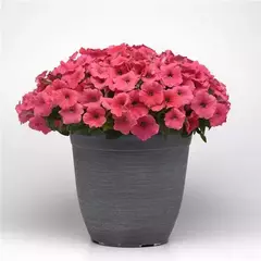 S57121 Петуния ампельная E3 EASY WAVE® CORAL 5 шт.