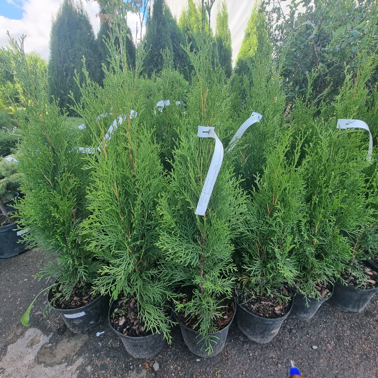 туя спиралевидная. туя российская орешки. сорт туи брабант. русский туй. туя западная смарагд.