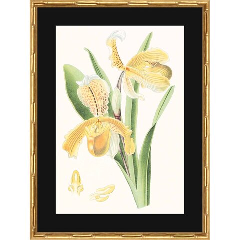 Постер 44х60 G&C Vision Studio Orchids rs3378ppbl-4894g-4