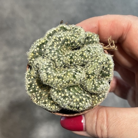 Маммиллярия Удлинненная Лемон Кристата d5