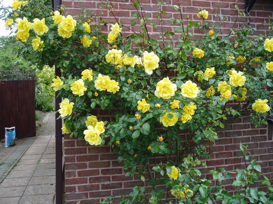 Golden Showers Climbing roses, Yellow climbing rose, Flowering shrubs