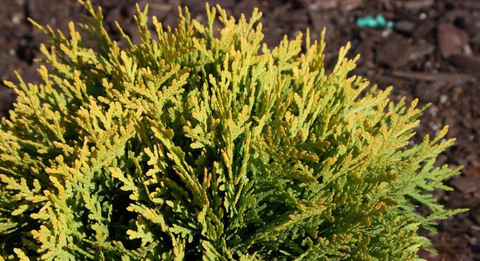 Туя западная Давид, Thuja occidentalis Dawid 10-20 см (P9)