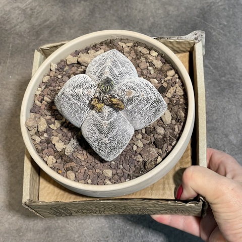 Астрофитум Онзука Квадрикостатум в керамике d15