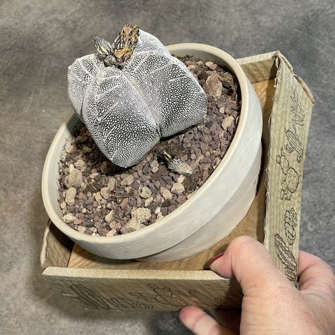 Астрофитум Онзука Квадрикостатум в керамике d15