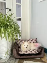 Лежаки и пледы