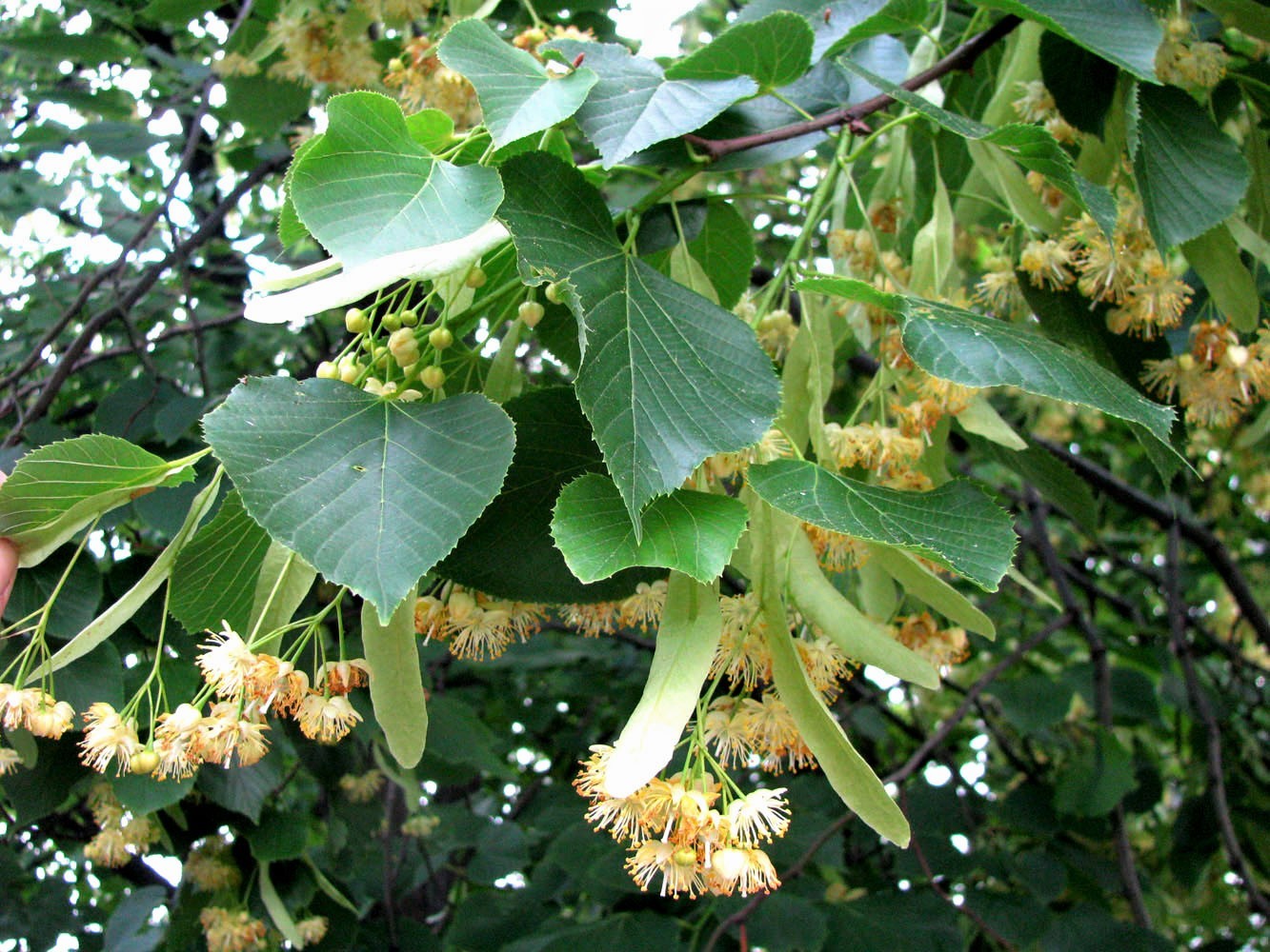 Tilia cordata