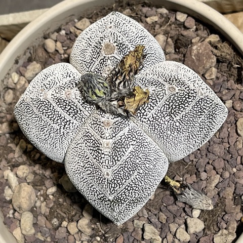 Астрофитум Онзука Квадрикостатум в керамике d15