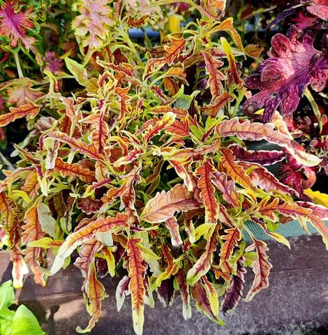 Honey Love Тай колеус КСР