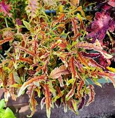 Honey Love Тай колеус КСР