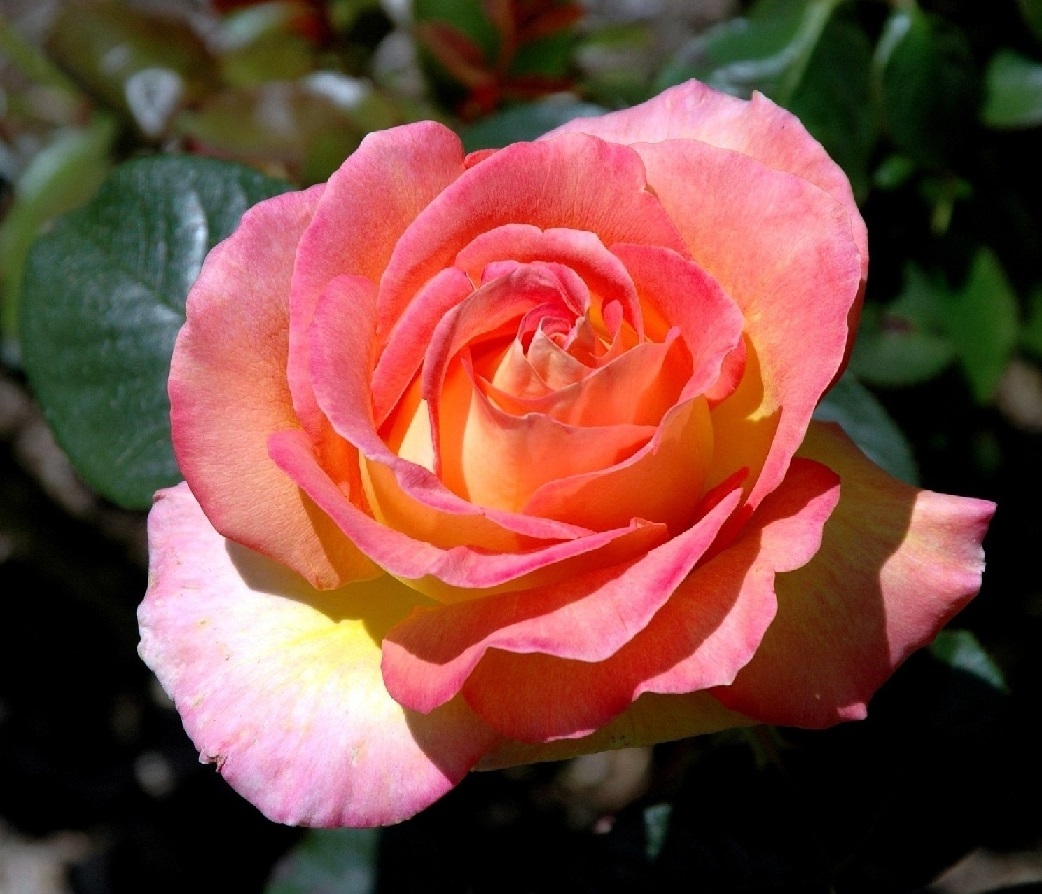 Роза чайно гибридная хаммер фото и описание