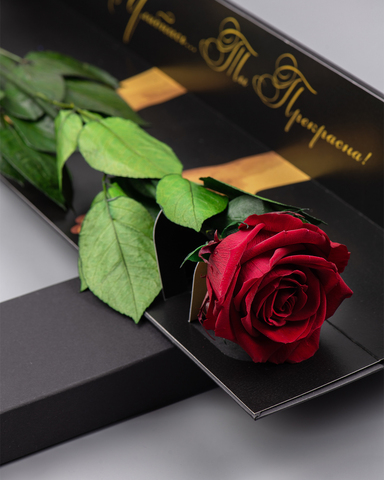 Роза Премиум в подарочной коробке(черная) комплимент .Бутон бордо.